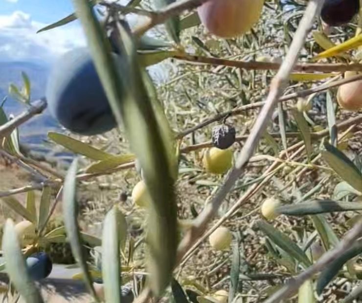 imgi_27_576909557_25114787318208819_147616021991891463_n