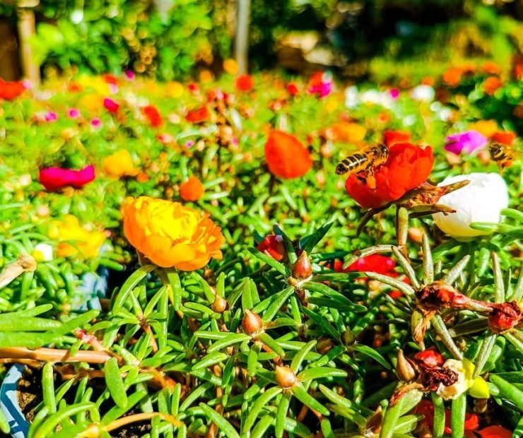 imgi_4_482984899_973064698303716_1959953761479446227_n